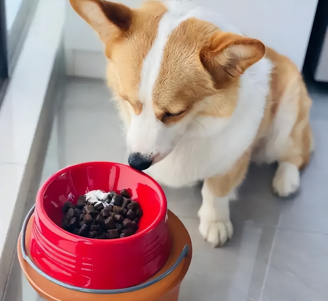 狗狗飼養禁忌：這7種做法，別再出現了