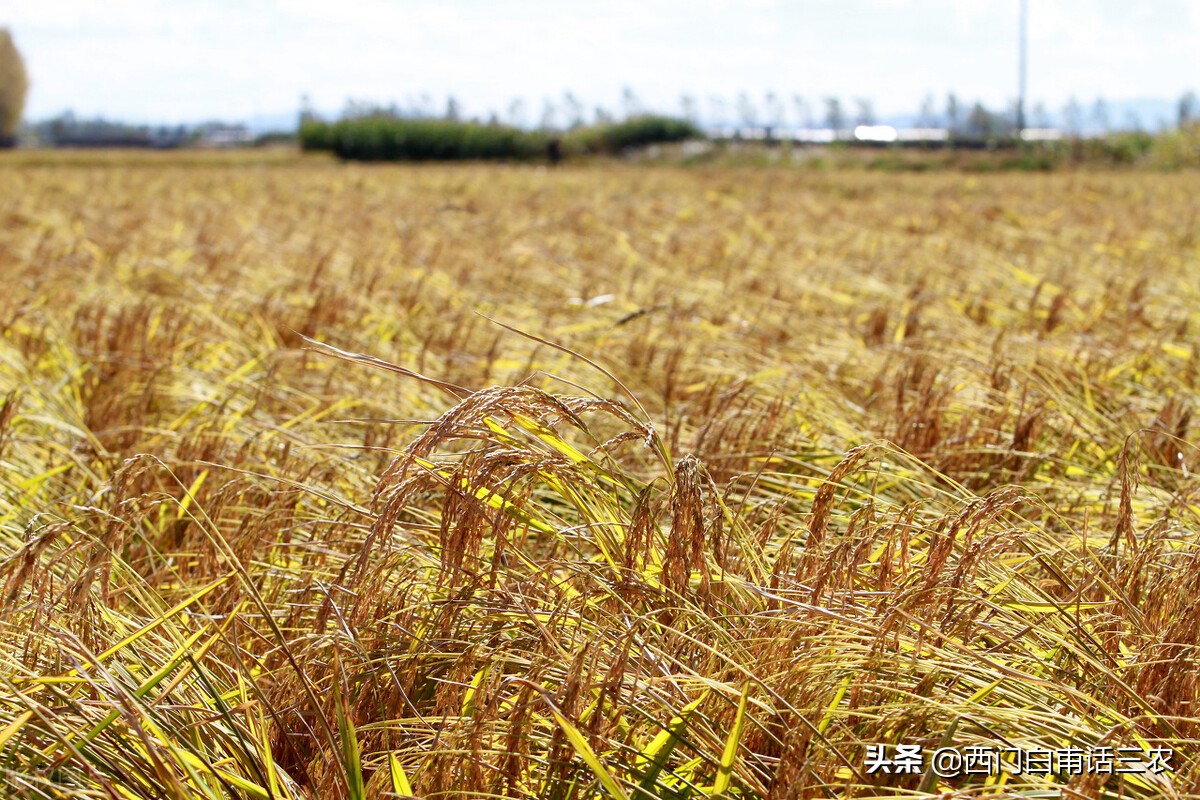 市场上的五常大米买10袋9袋是假的，你确定你买的是真五常米吗？