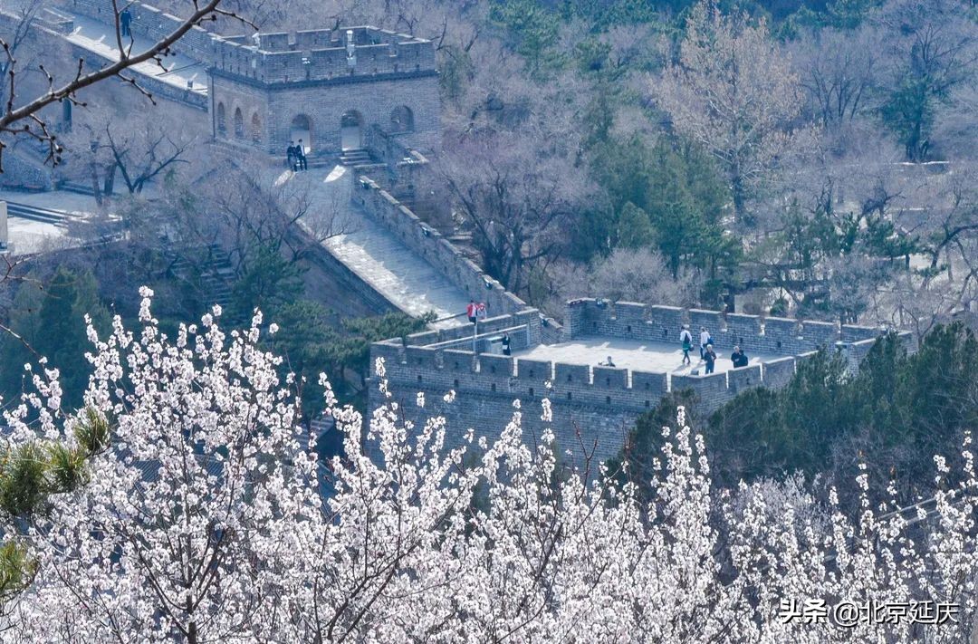 八达岭长城万亩杏花竞相绽放赏花踏青拍照都不容错过