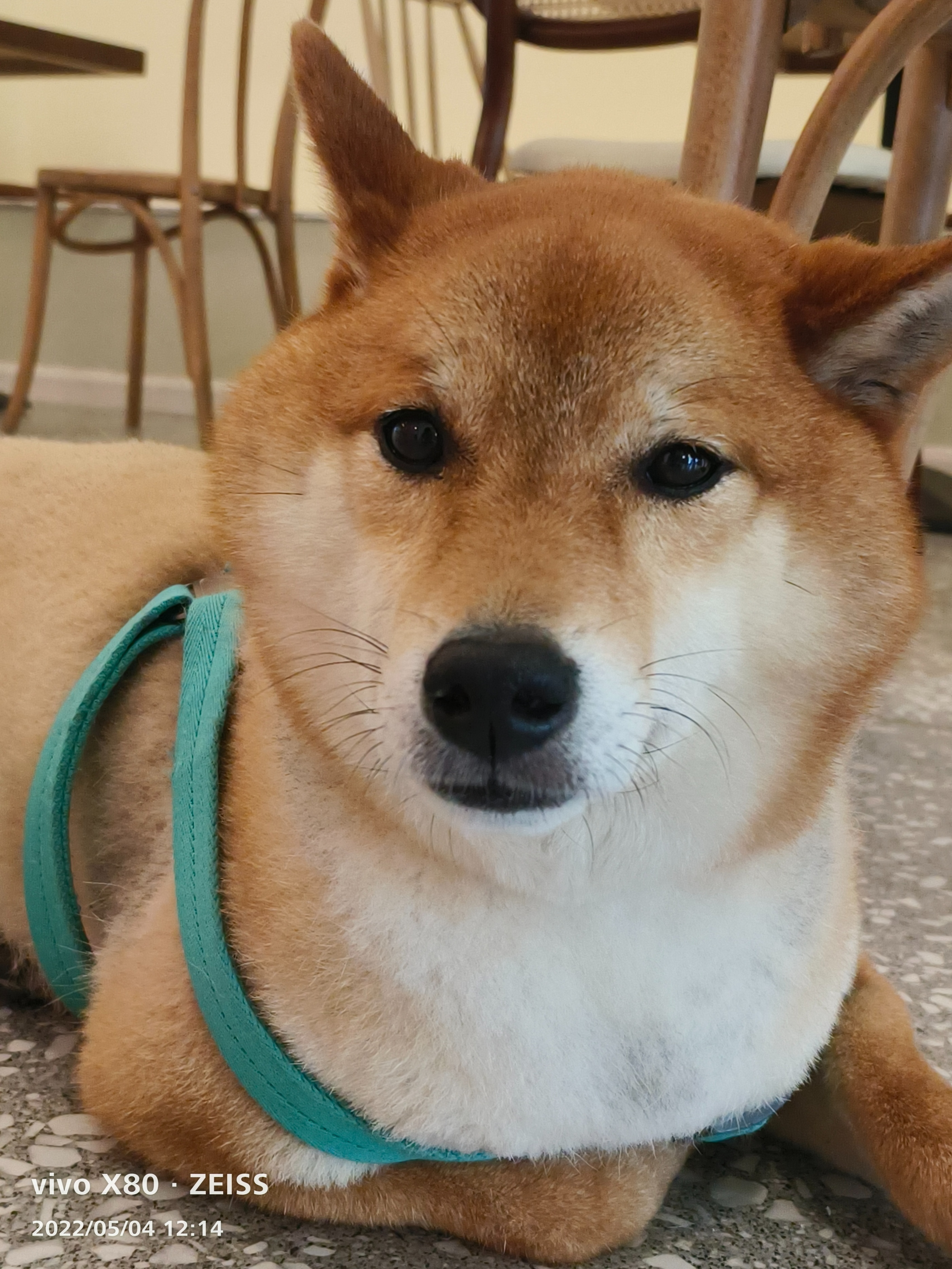 标准版也有Pro实力，天玑9000+蔡司影像加持，vivo X80上手实测