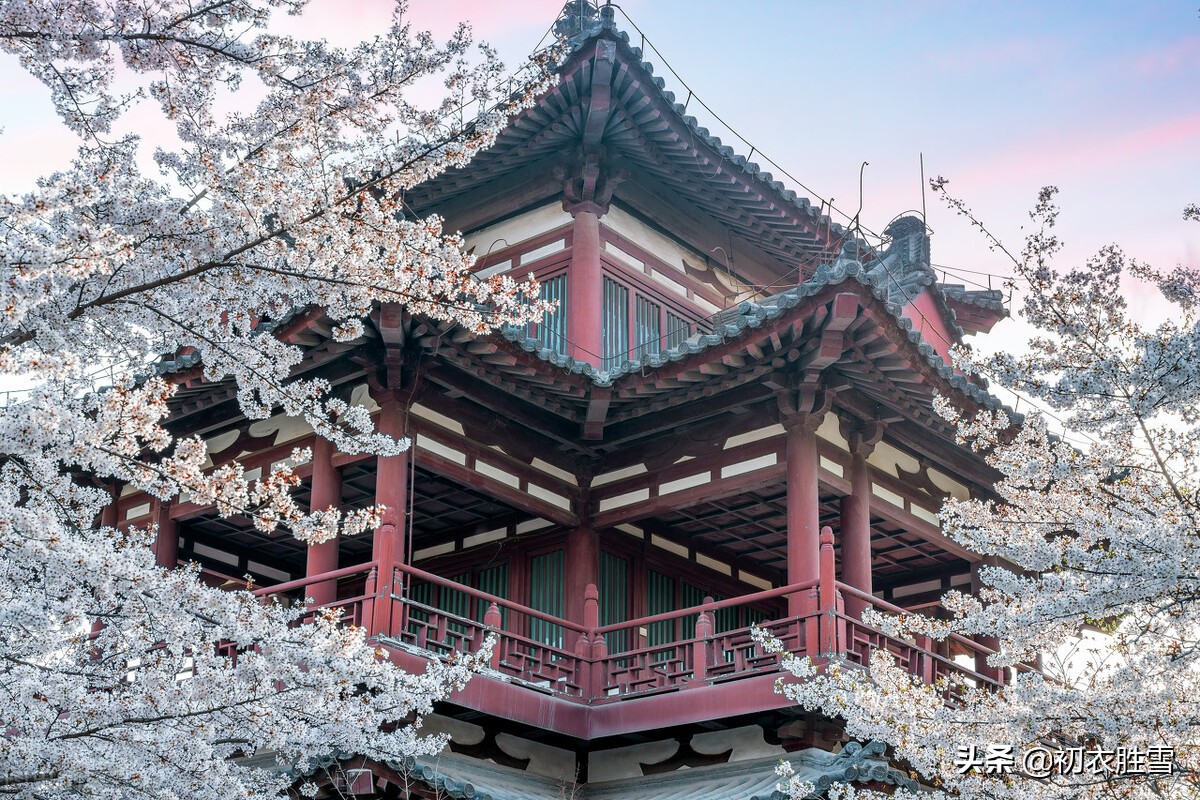 樱花古诗词九首赏读：樱花如霰晓莺啼，春风才起雪吹香