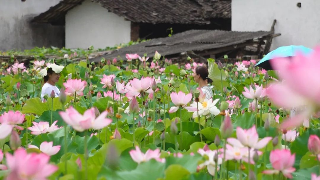 「全面推進鄉村振興」連城璧洲：夏日美景入畫來 百畝荷花漸次開
