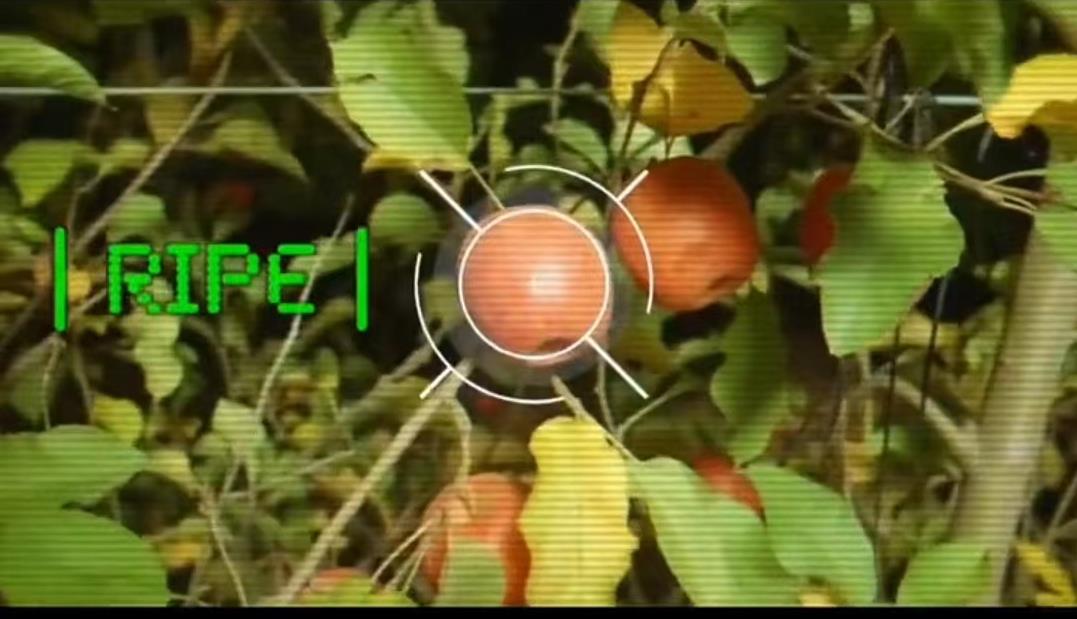 以色列采摘水果不用手24小时作业，AI无人机提高生产效率，长啥样