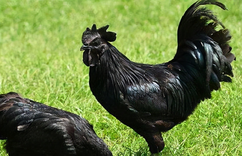 世界上最贵的六种鸡，中国名鸡上榜，一只鸡就价值一套豪宅