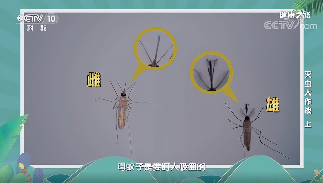 蚊子最愛叮什么血型的人，你知道嗎？
