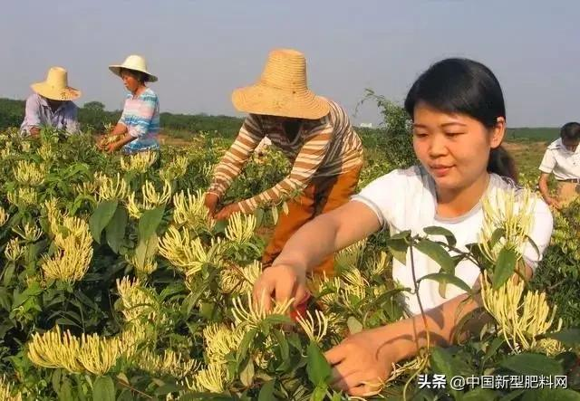 农村这些作物，明年种植，赚钱多，利润很可观，价格一直在涨