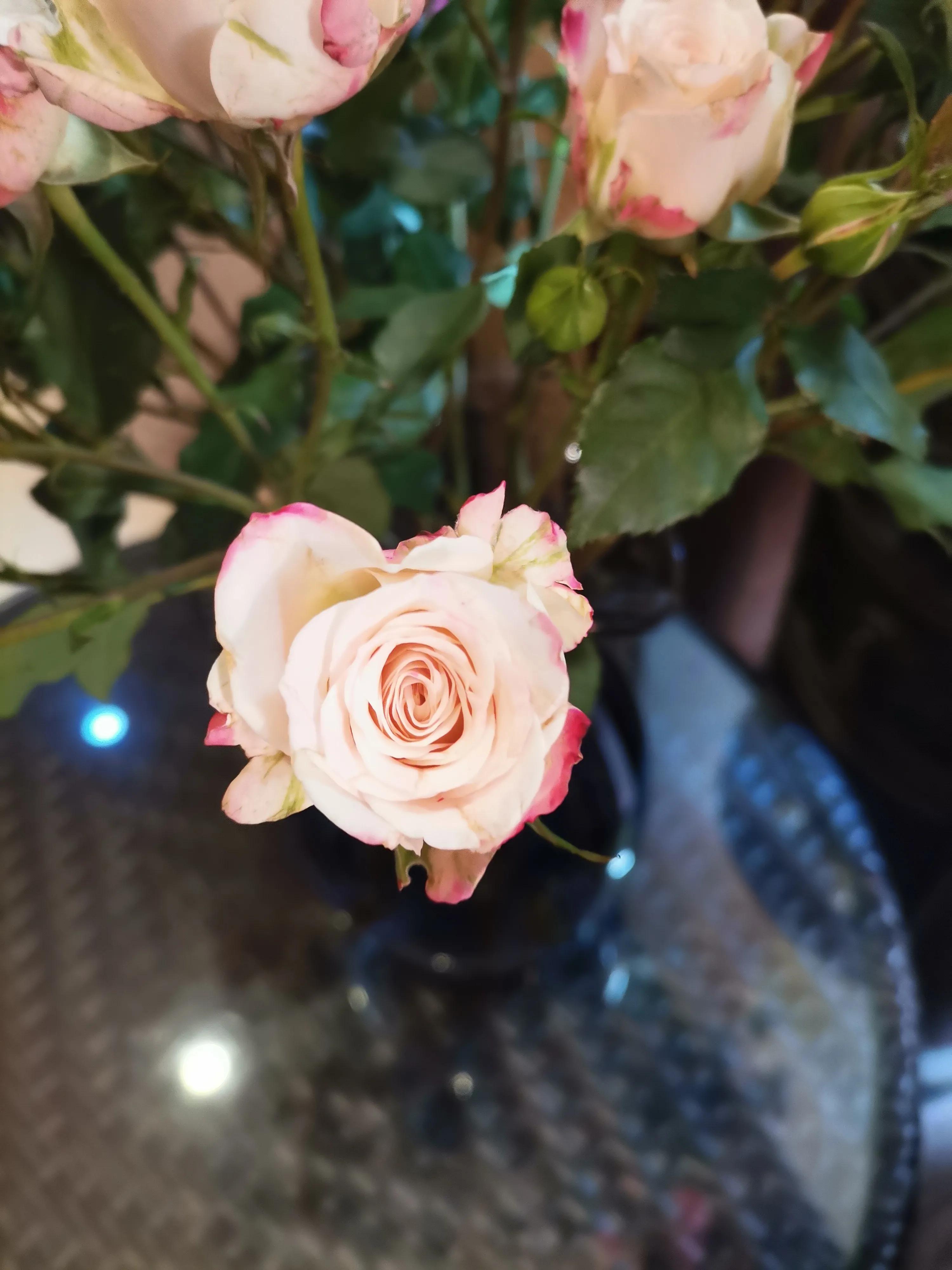 粉玫瑰代表什么意思(永恒的爱—粉色玫瑰花语)