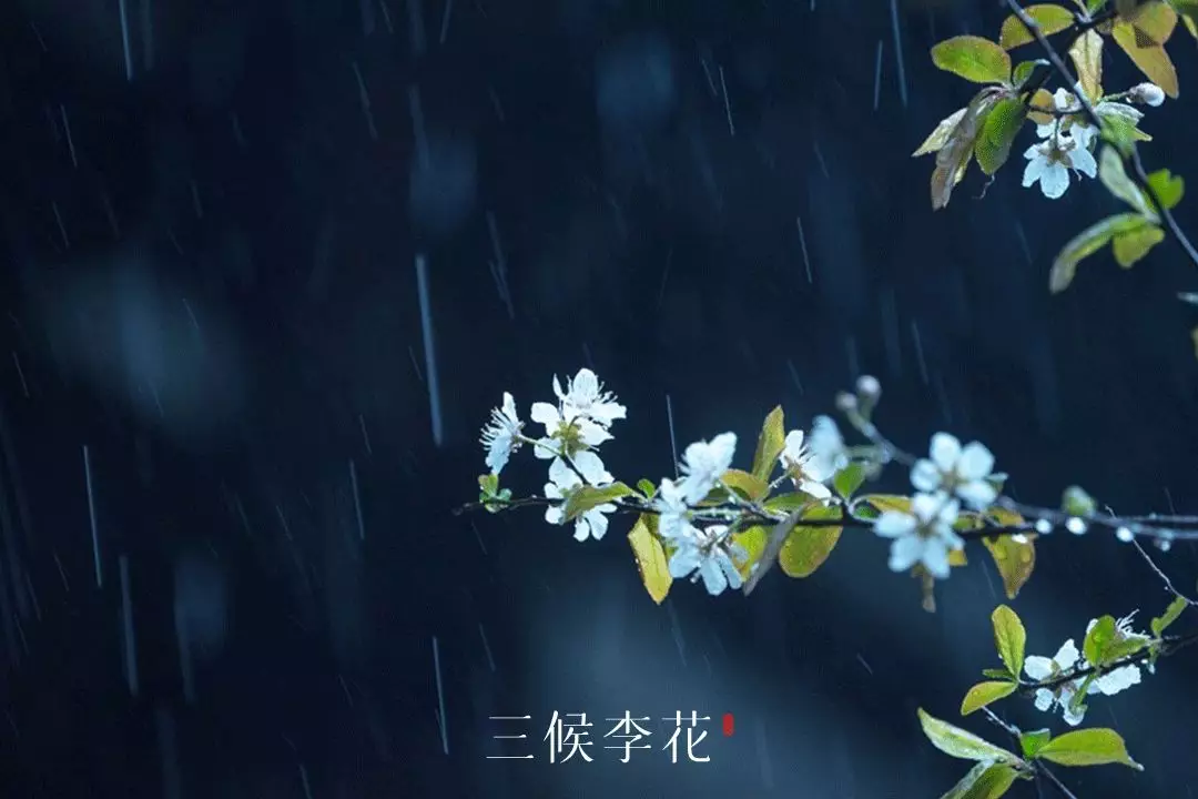 雨水：春雨至，万物生