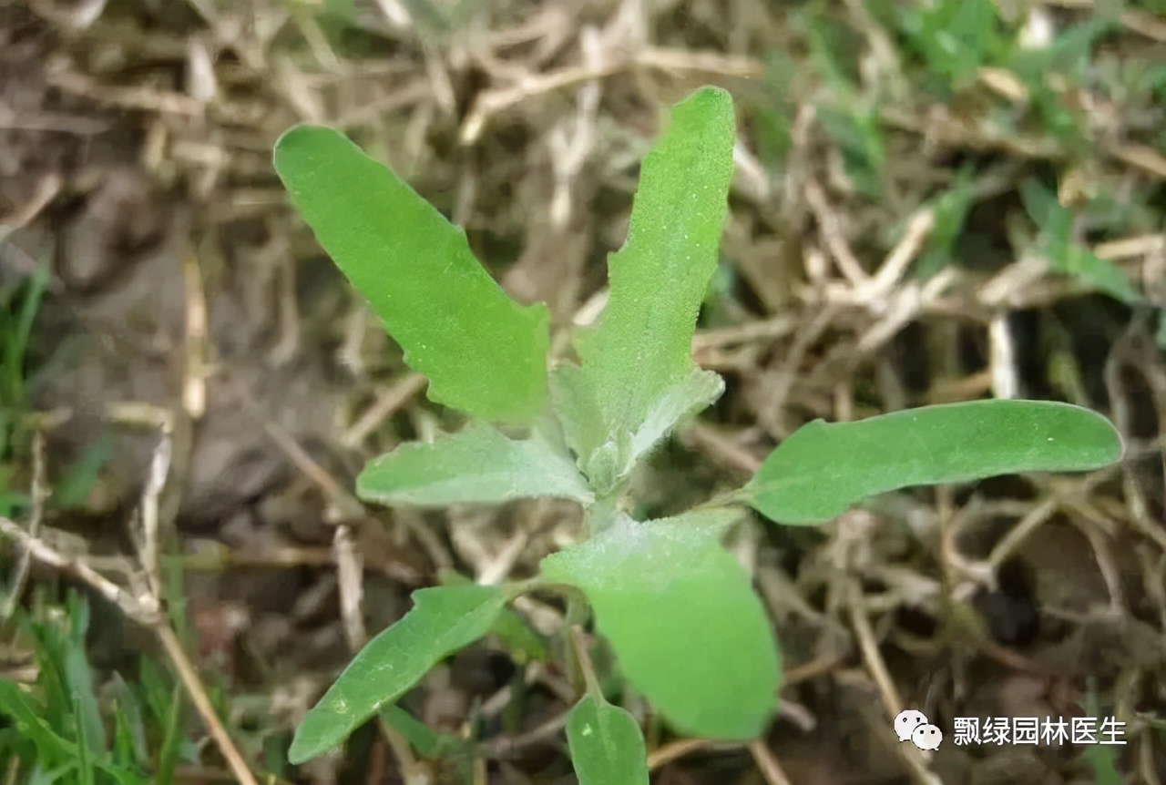 老鹰草的功效与作用(老鹰草的药用功效)-我的快乐小窝