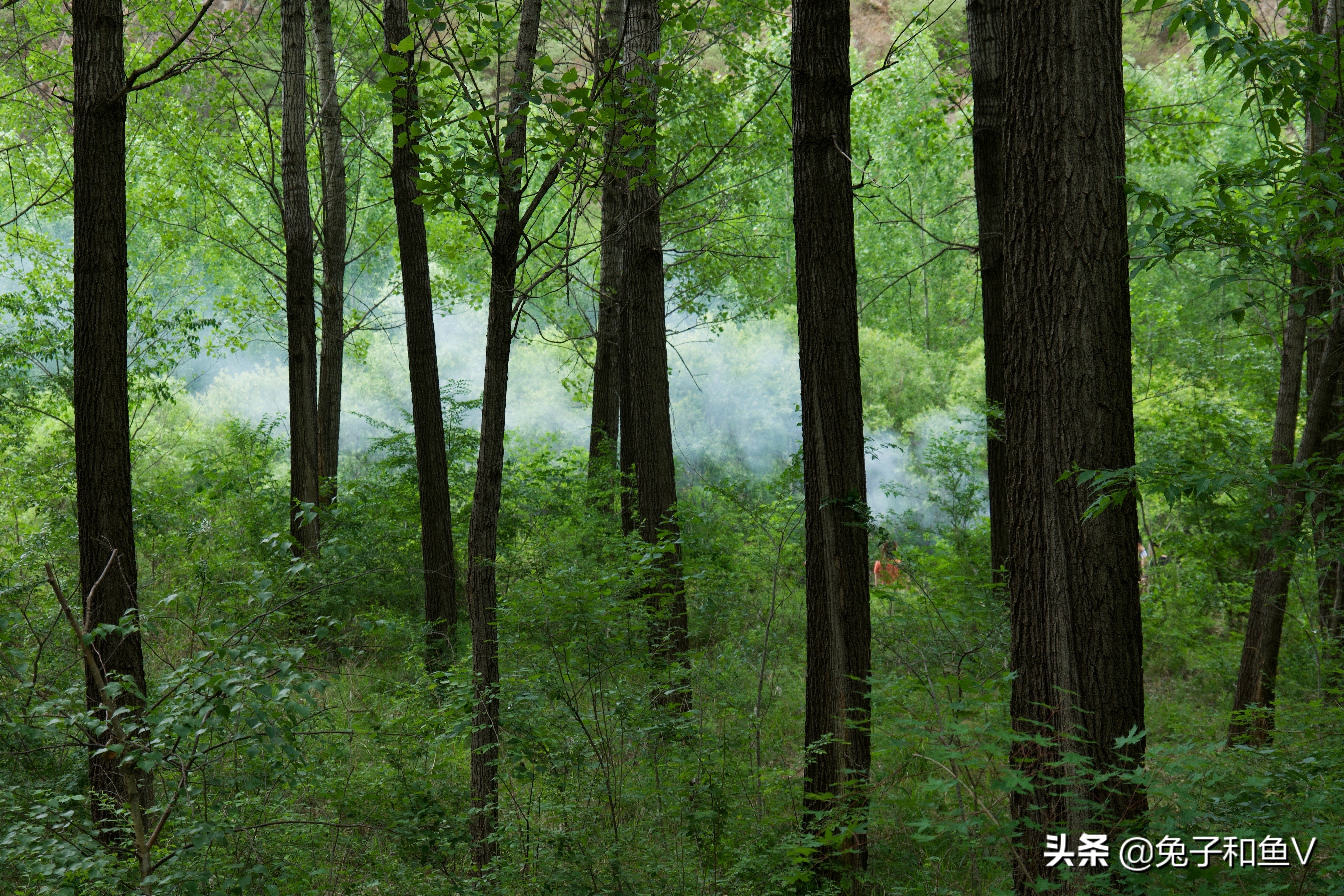 北京绝佳露营地推荐，仿佛置身于梦幻小森林