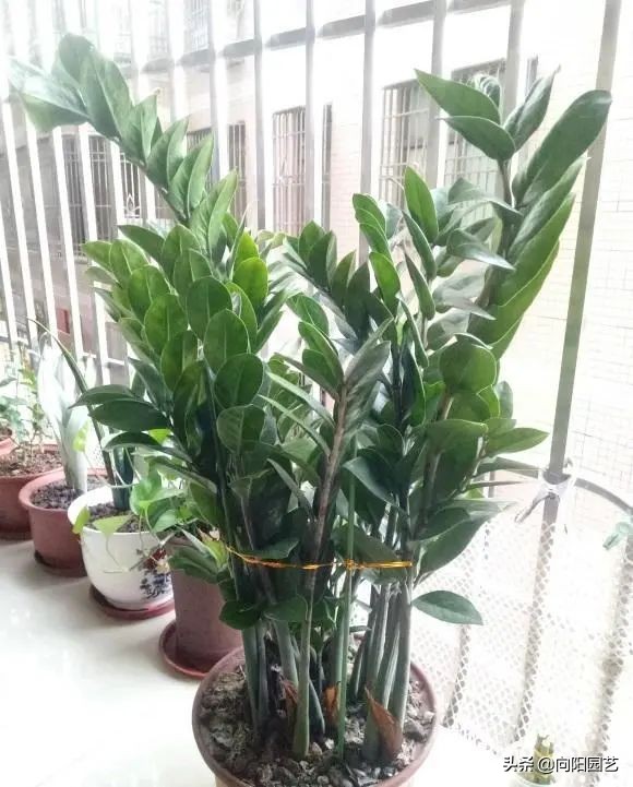 这8种花“招财”，养在家里，寓意“吸财进宝”，你家养的吗？