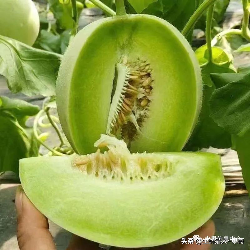 哈密瓜、蜜瓜、网纹瓜、香瓜、羊角蜜傻傻分不清？看完就明白了