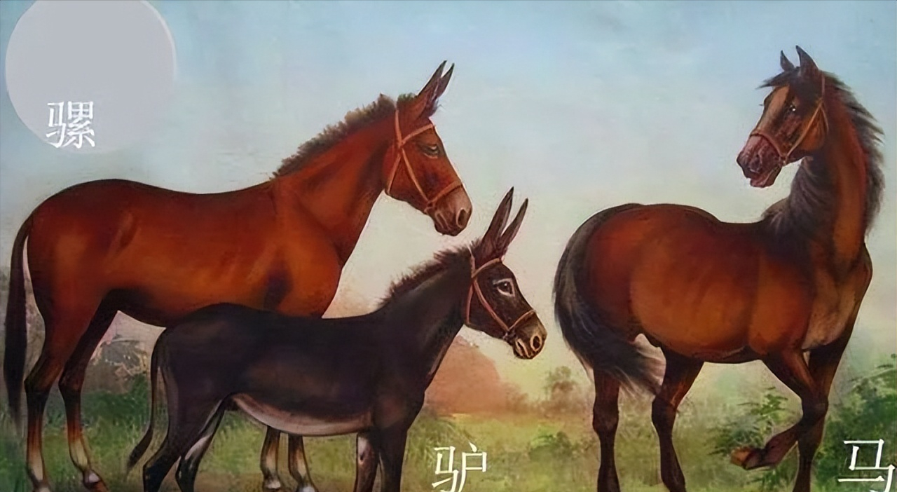 过去，在沧州民间有这样的俗语牛下麒麟，猪下象，骡子下特儿（dēi）
