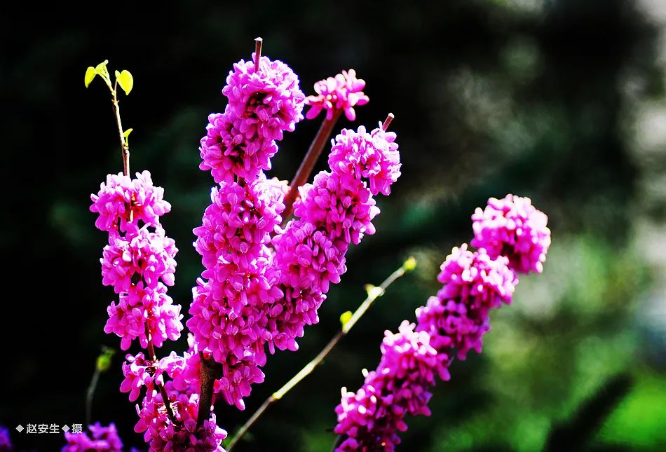 疫情挡不住春天的脚步，小编带你去看古城秦州的春暖花开