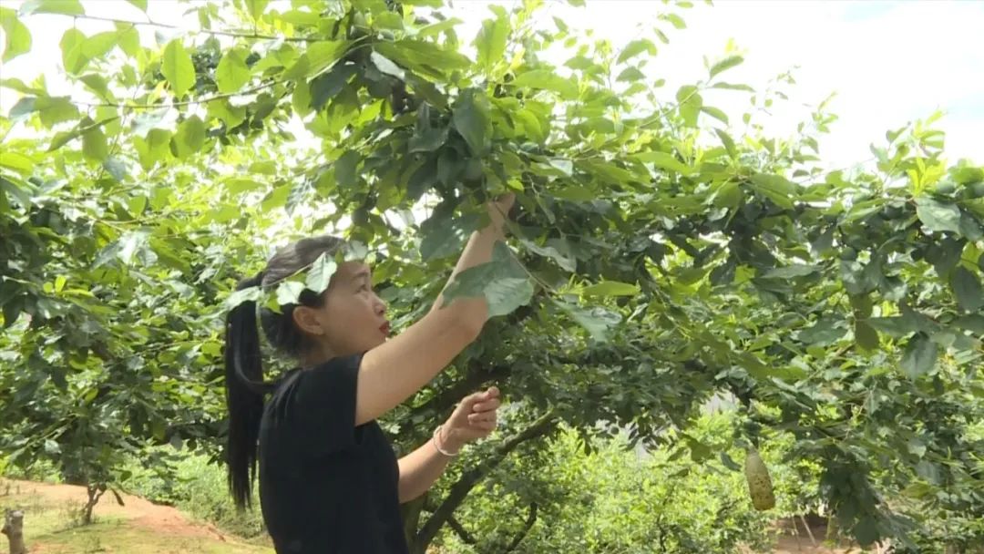 「全面推進鄉村振興」連城四堡鎮：搶抓好天氣 果農忙疏果
