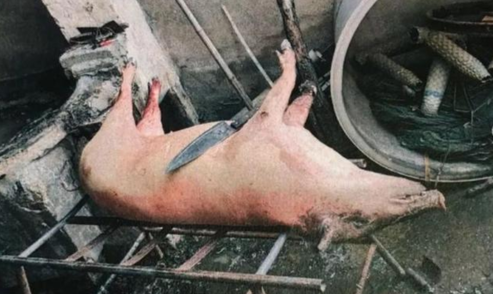 保护21年！野猪或不再是三有野生动物，但未必是好事情，为什么？