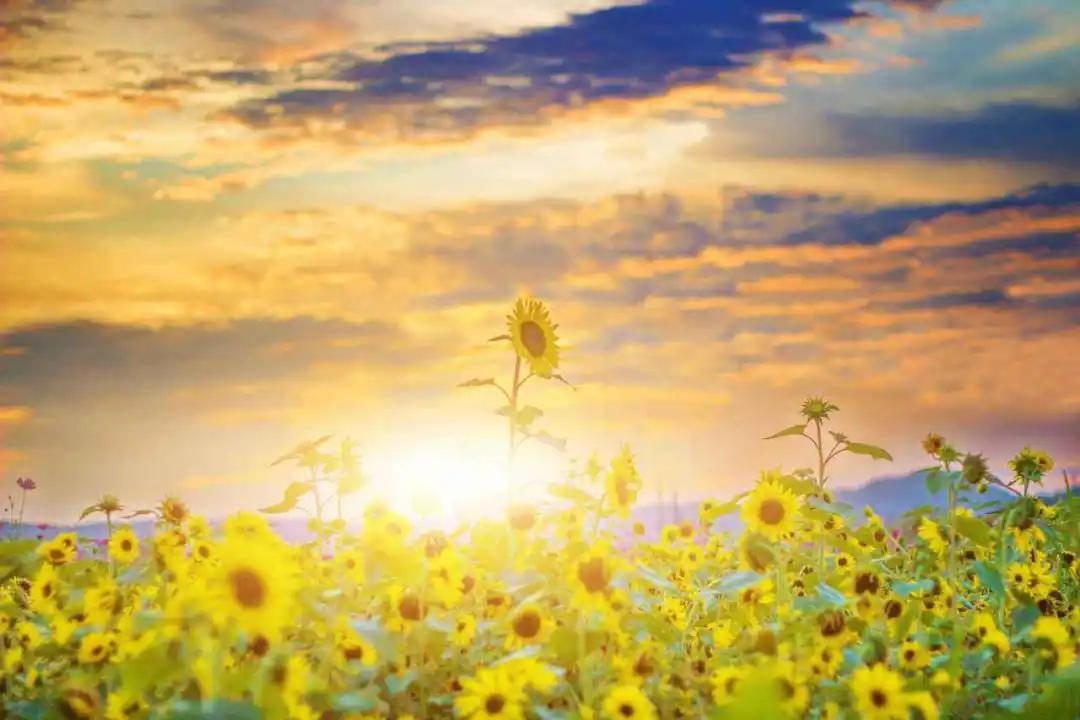 早安,追随朝阳的脚步,向阳而生