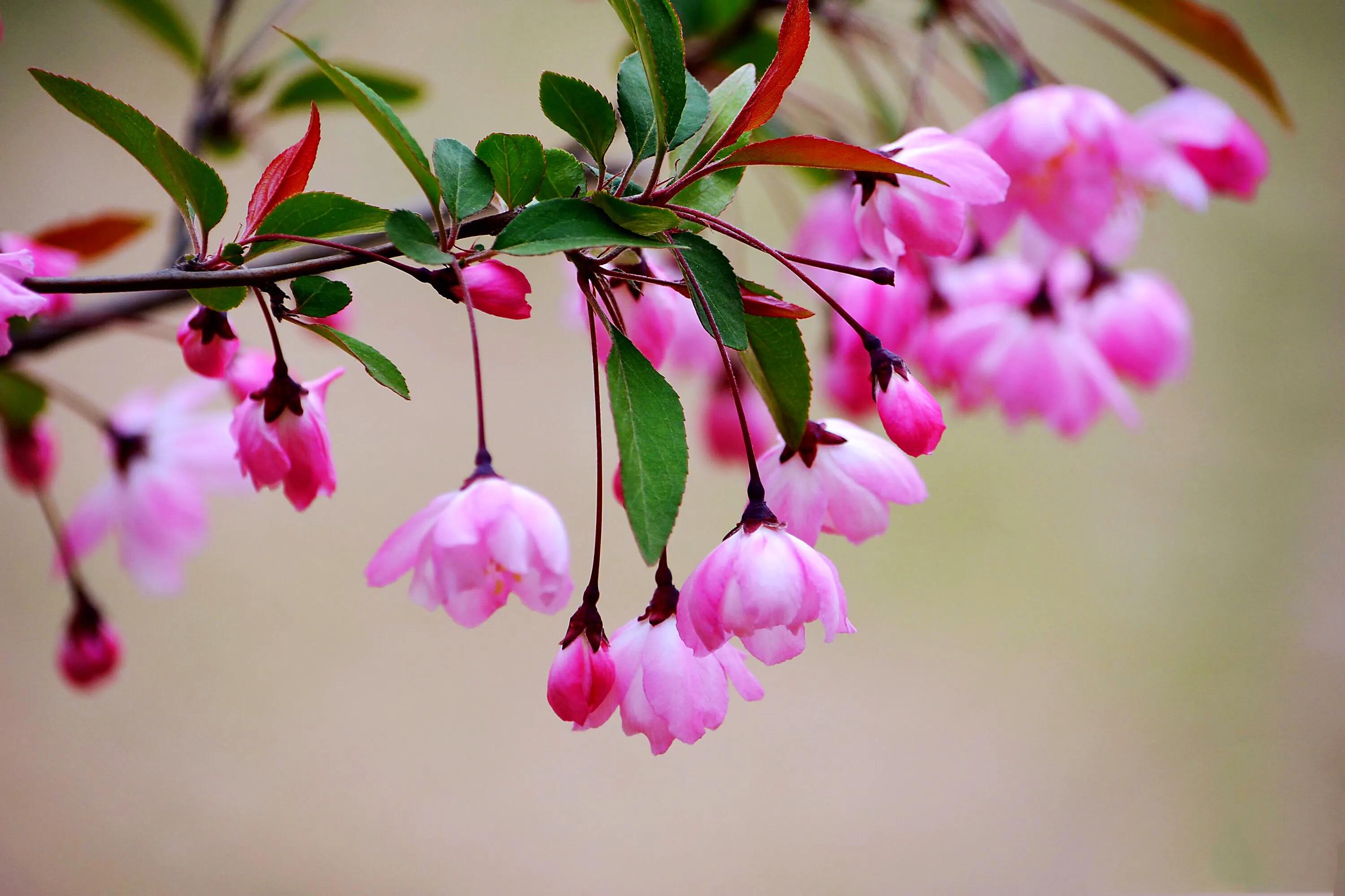 是深受人们喜爱的庭院木本花卉.垂丝海棠盆景多姿多彩,要