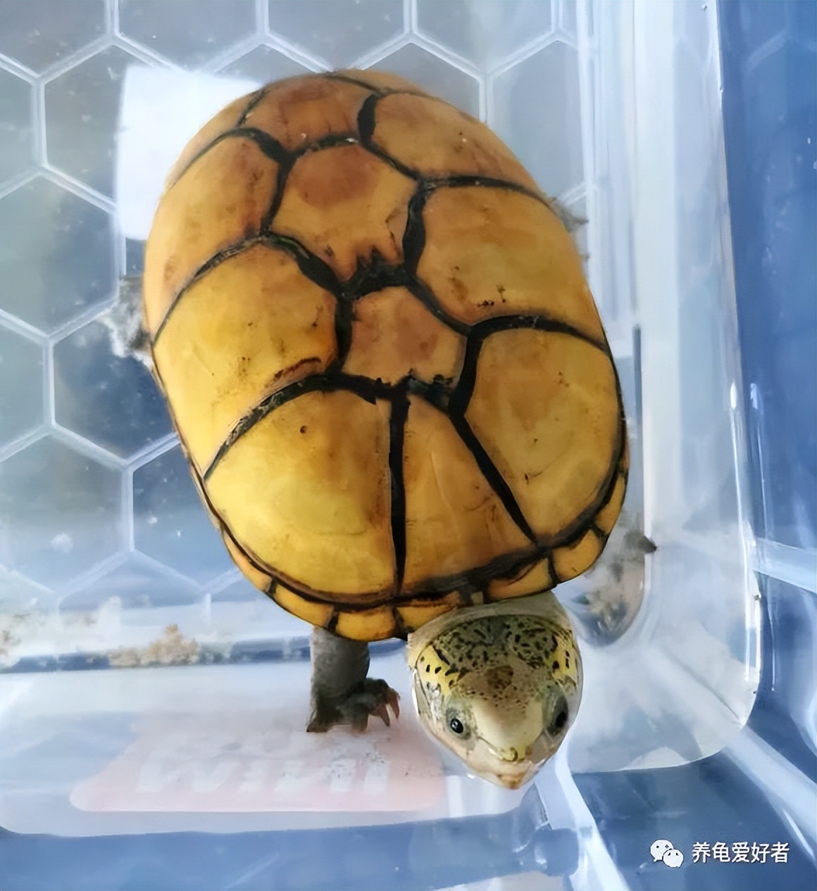 乌龟体型最小排行，更适合家庭饲养的乌龟体型最小排行？