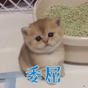 养猫一个月花多少钱？