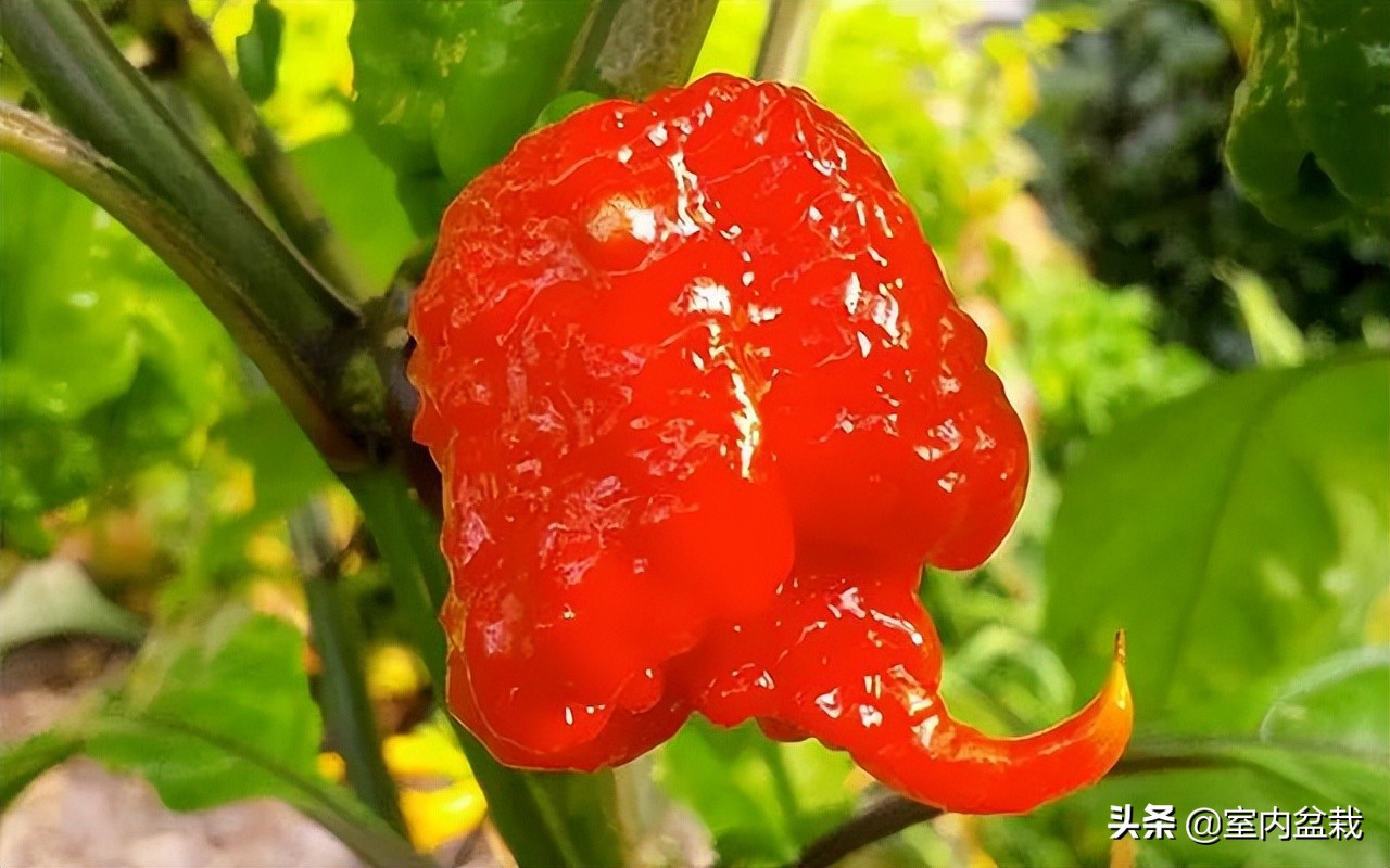 世界上最辣的x辣椒-放世界上最辣的辣椒 - 114知识网