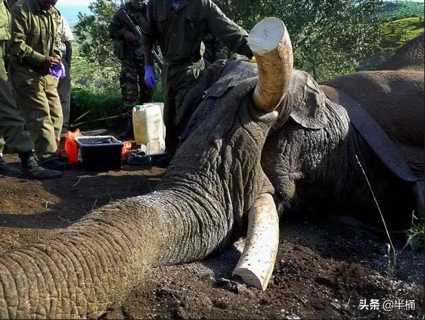 象牙为什么不从老死的大象身上取？收缴的象牙为什么要销毁？