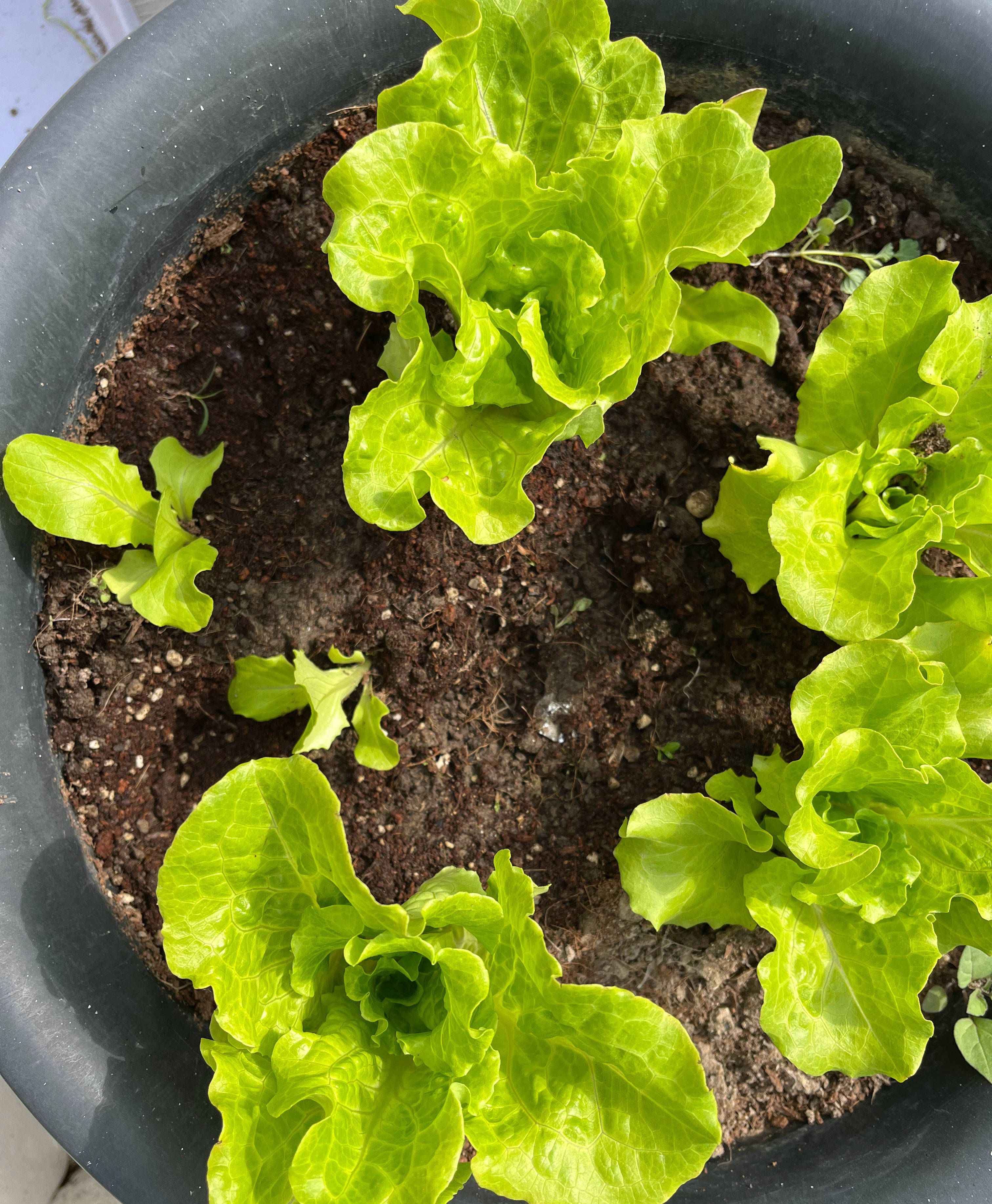 圆生菜种植(家庭种生菜的方法和步骤) - 佳加网