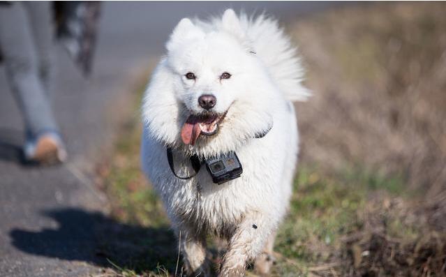 萨摩耶犬怎么养才是正确