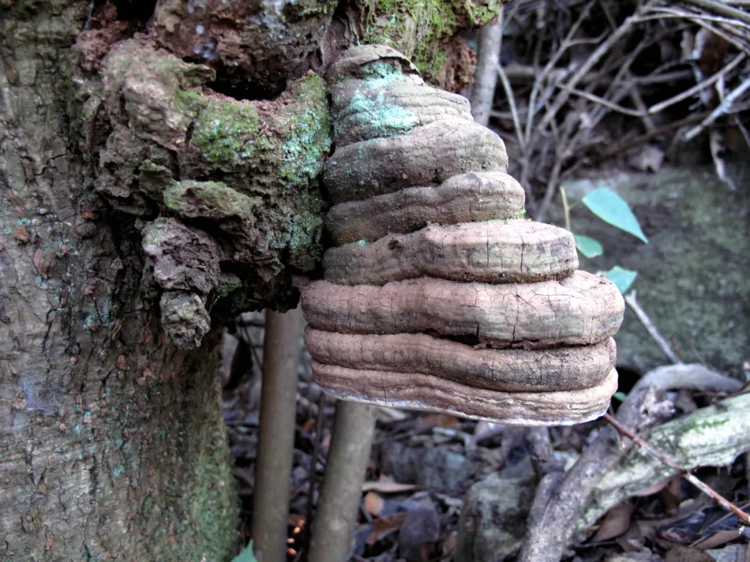 树舌灵芝又称为"树舌扁灵芝",与常见的灵芝同属于多孔菌科的真菌,有的