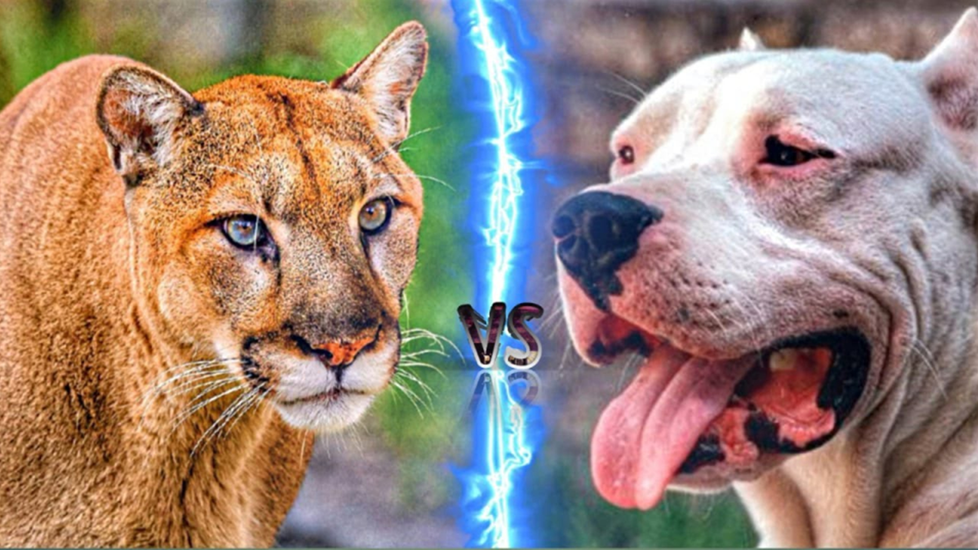 美洲狮vs杜高犬，谁才是美洲大陆上的最强王者？