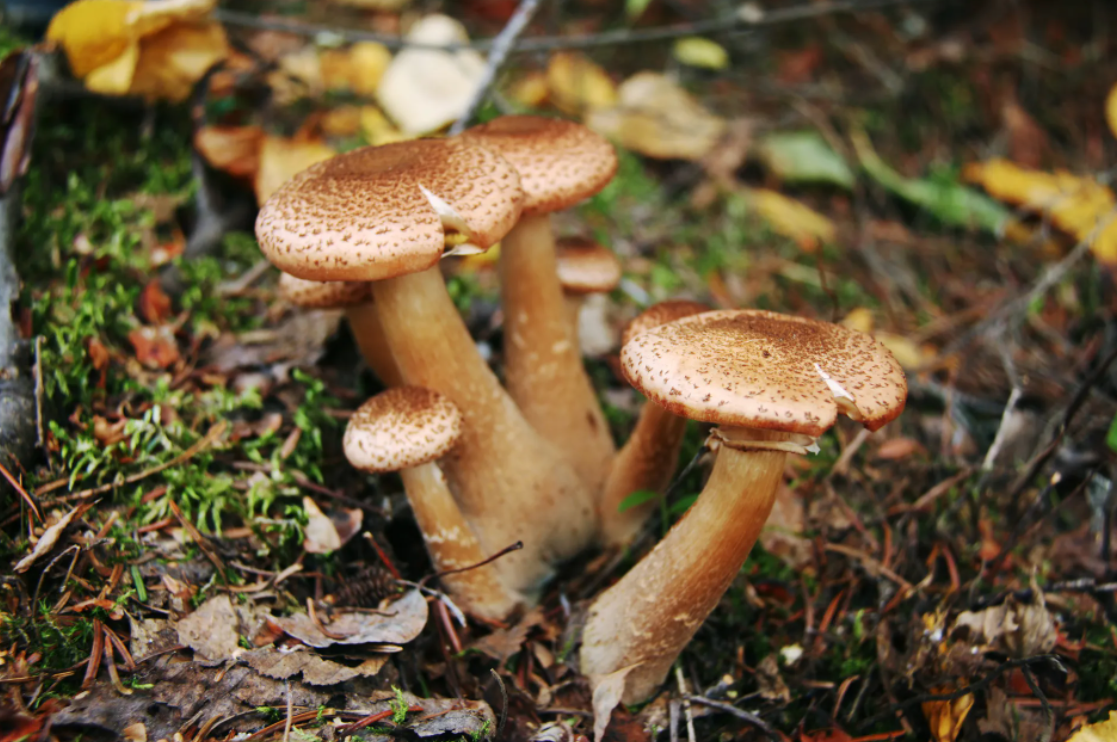 蜜环菌——世界上最大的生物,由人类一手创造-蘑菇号