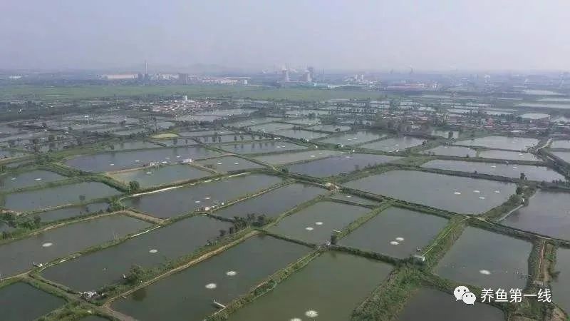 水花鱼苗怎么养（家鱼及常规鱼的水花育苗人工饲养方法）