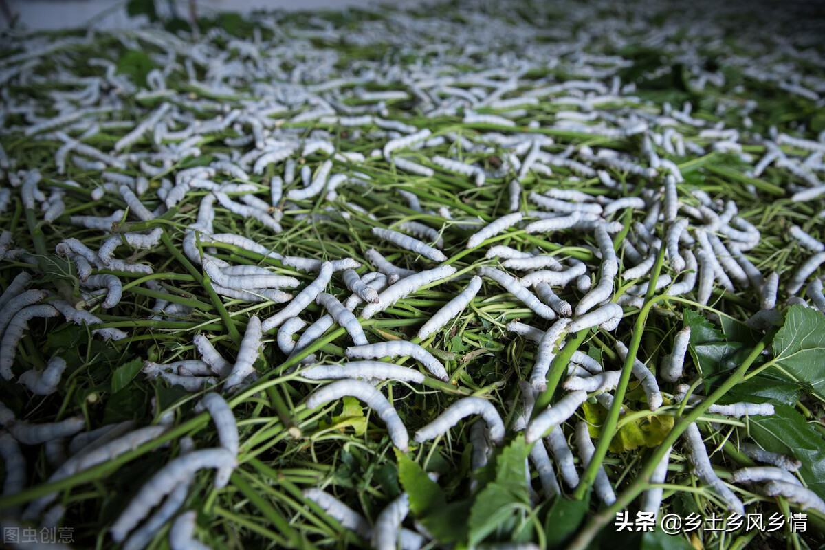 蚕虫变成蝴蝶的过程（带你看蚕的生长过程）