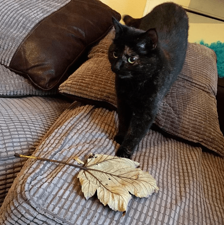 主人没饭吃，猫猫真的会抓鱼报恩吗？