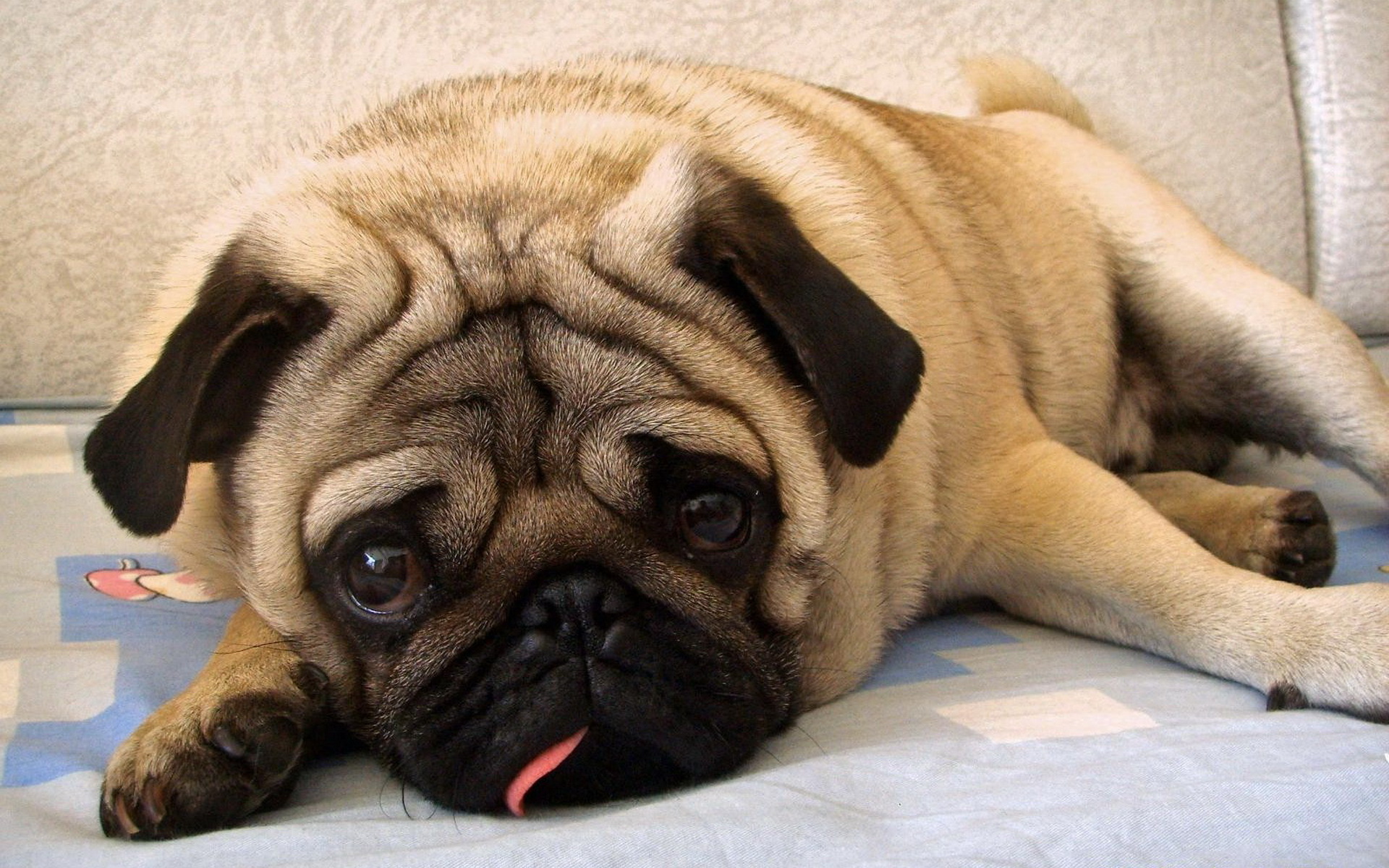 巴哥犬价格多少钱一只?