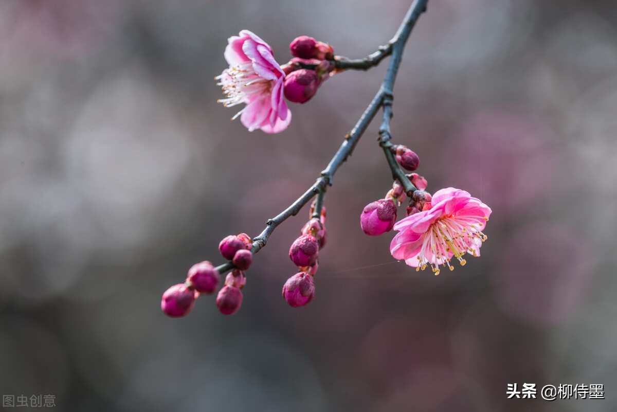 梅花的花枝很多,但是,看上去并不是很乱.