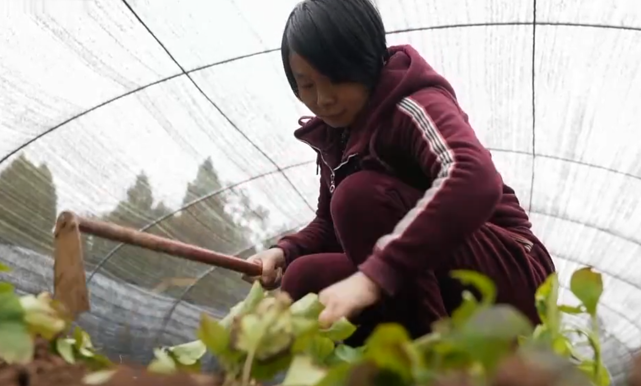 2013年，农村妇女放弃高薪工作，回老家种红薯，年收入2000多万