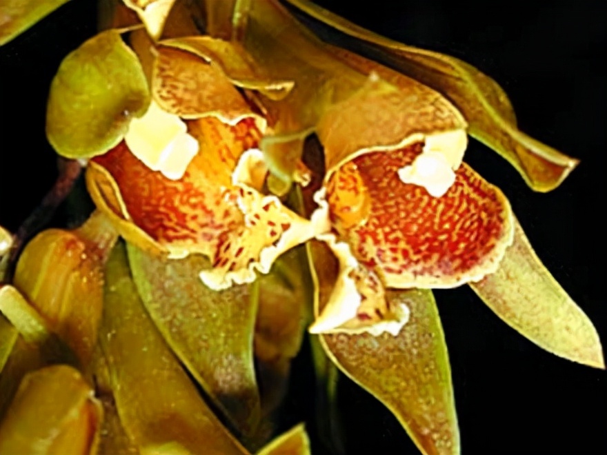 29个兰花品种，名称与图片都在这里了，你还傻傻分不清吗？