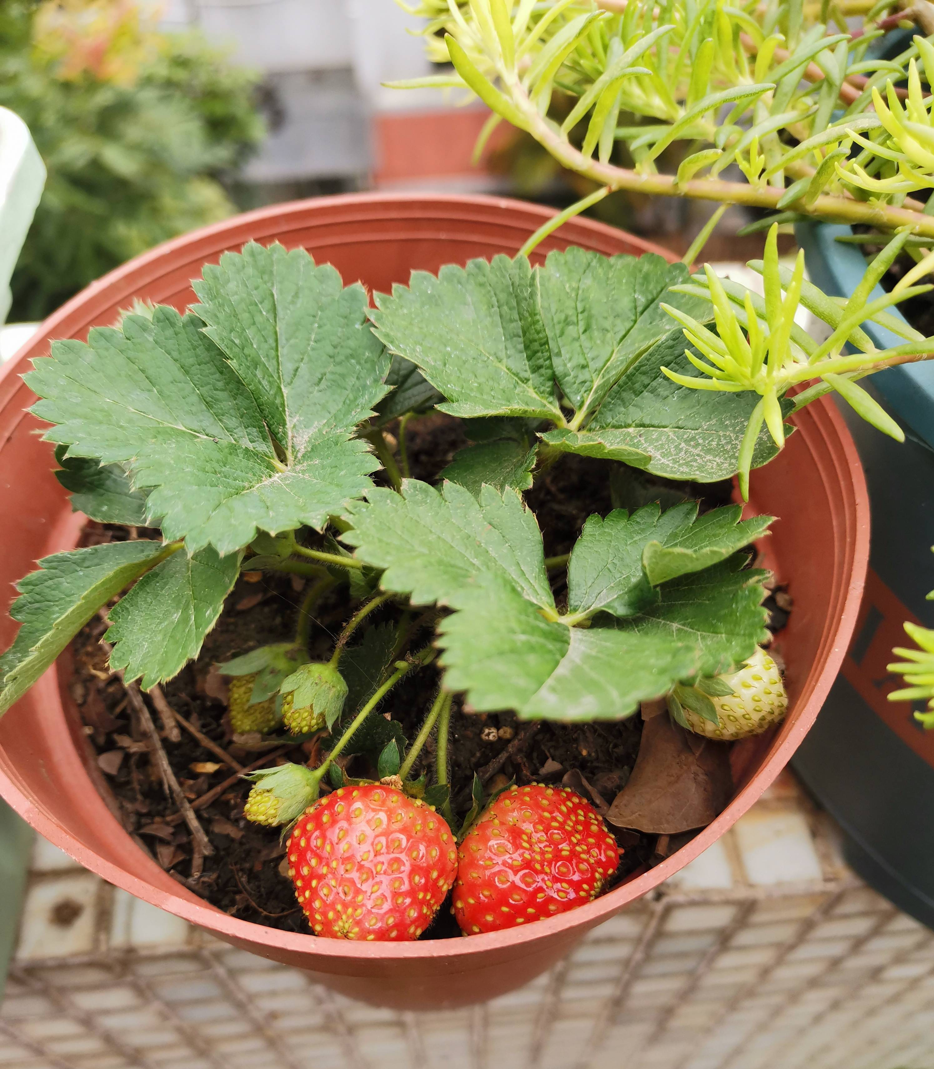 阳台这样养草莓,每一盆结果更多,红彤彤的果子,不停采摘