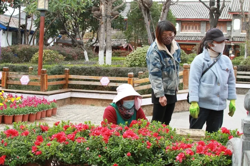 新春临近 在丽江古城率先进入“花的世界”