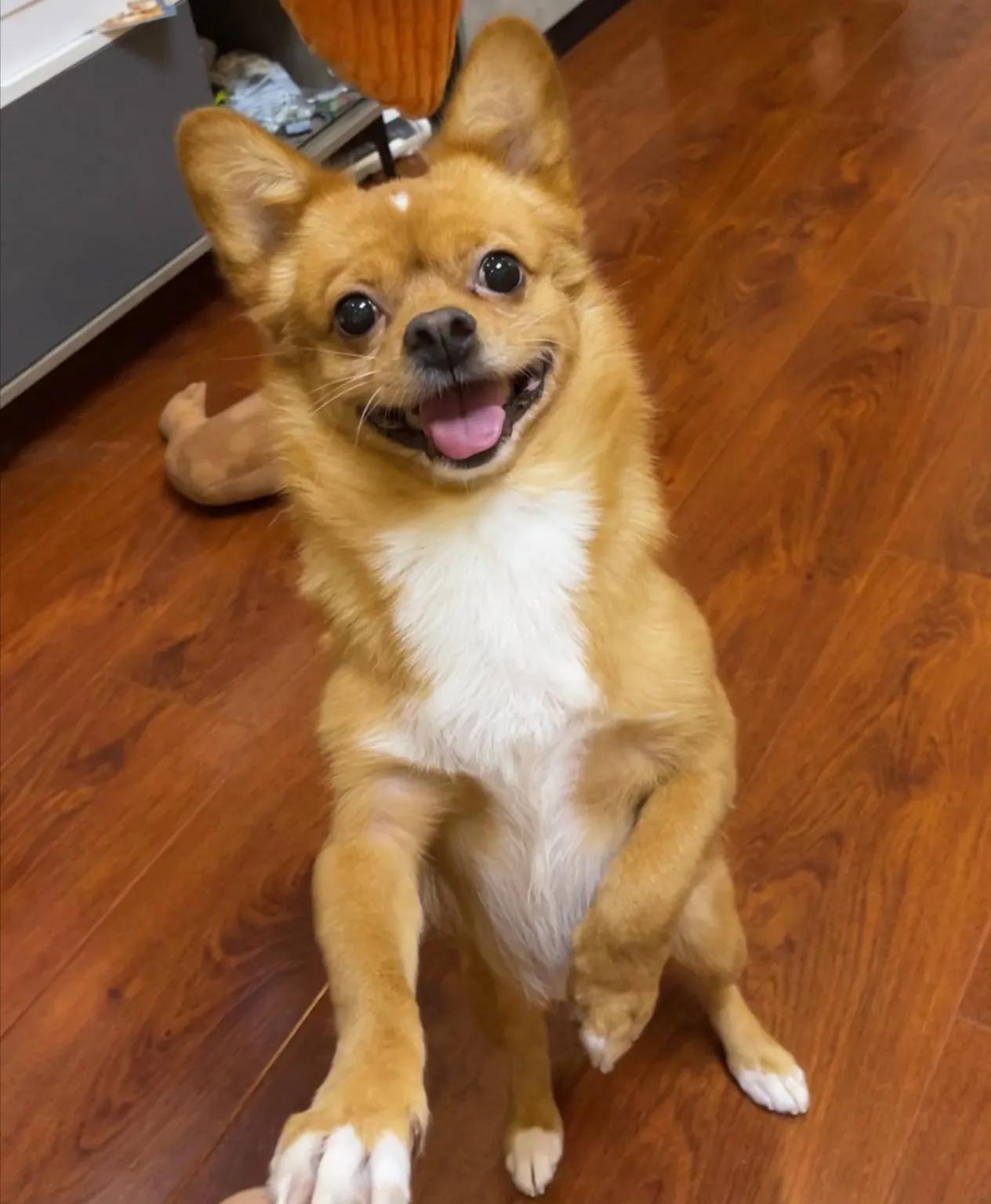 哈尼是什么意思 -小木子生活百科