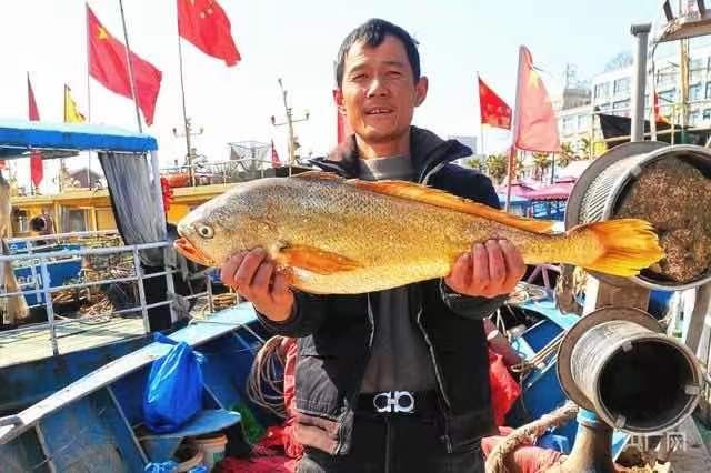 宁海渔民捕到一条7斤野生大黄鱼，卖出4.2万！大黄鱼凭啥这么贵？