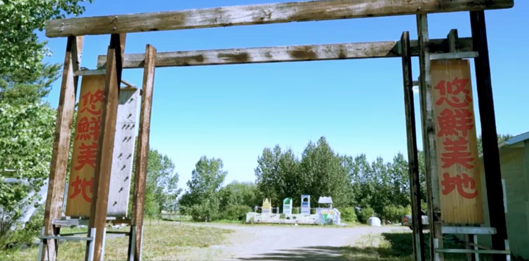 北大毕业后，他去了加拿大种菜：“义无反顾，没有想过再回国”