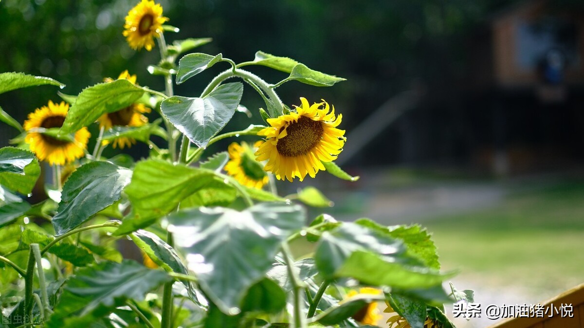 年轻人一定要做自媒体，原因如此