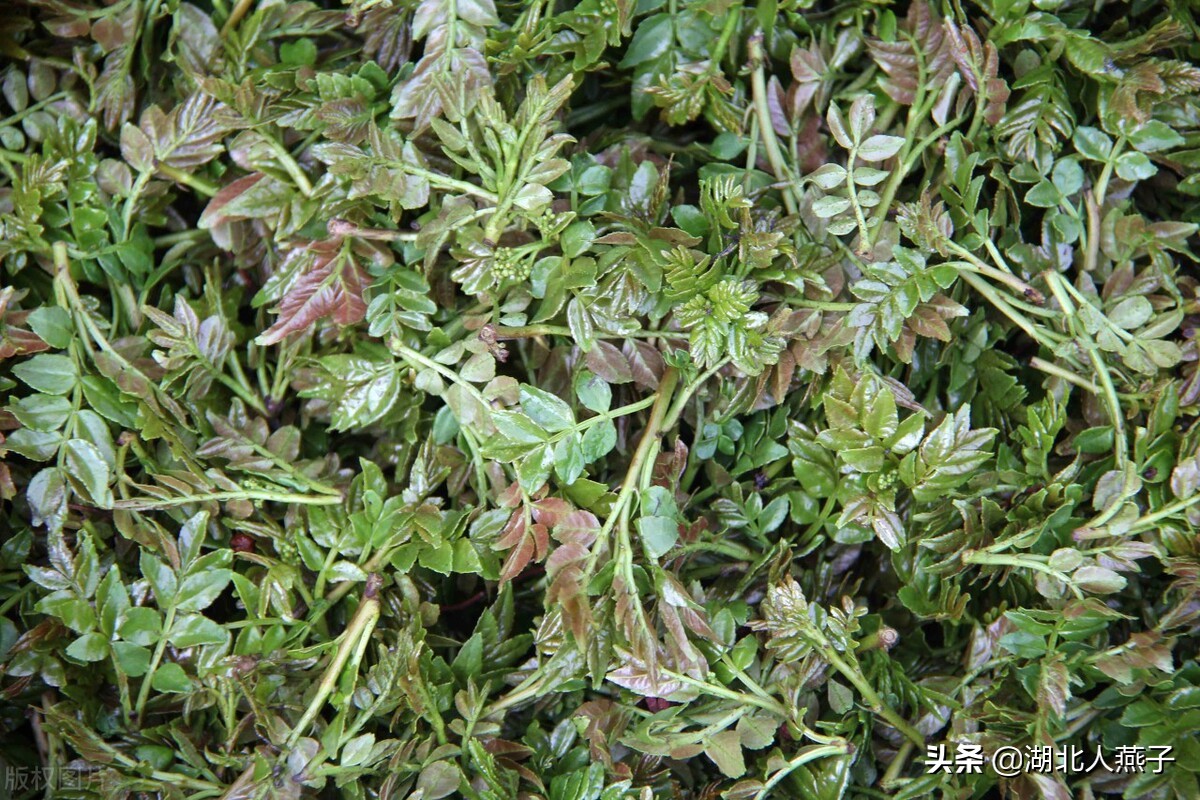 50种野菜大图片，教你认识不同的野菜和吃法，你想要的野菜这里有