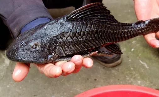 铁背鱼长什么样，95种禁放水生物图片介绍