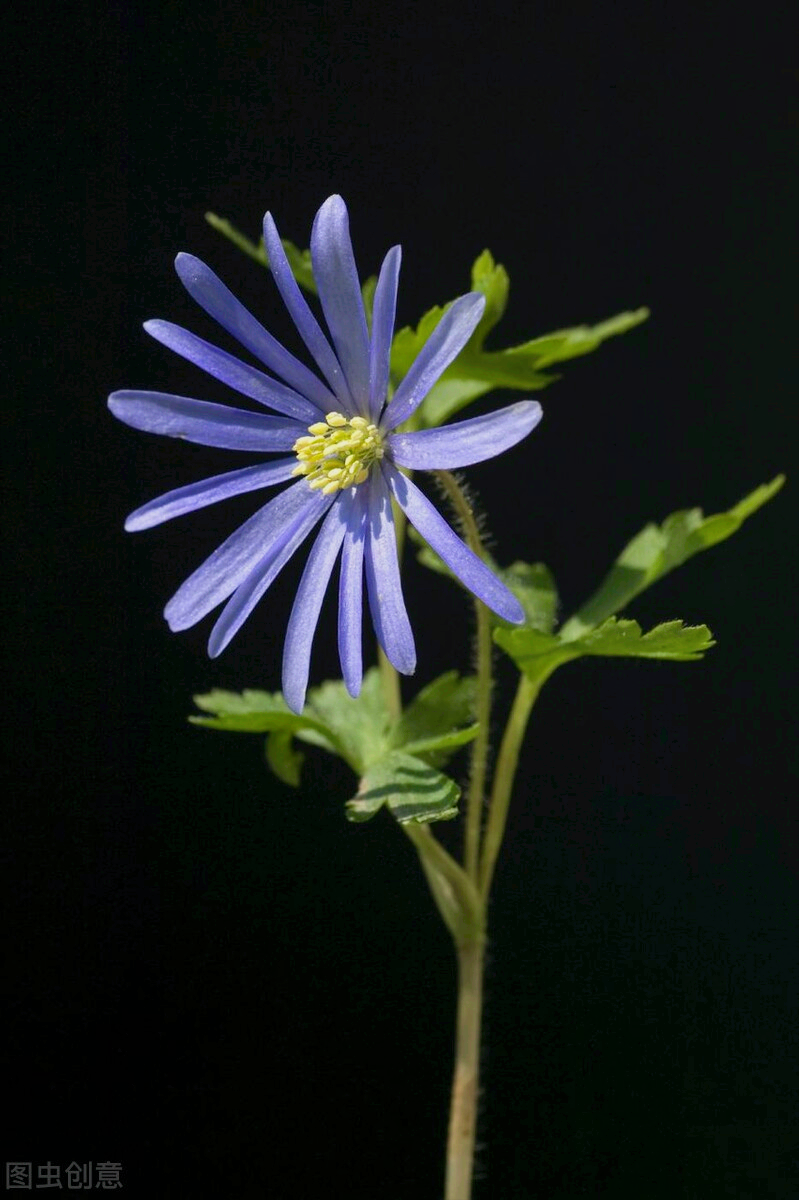 一花一深爱，三月再见四月美，万紫千红百花艳，愿岁月深情你安好