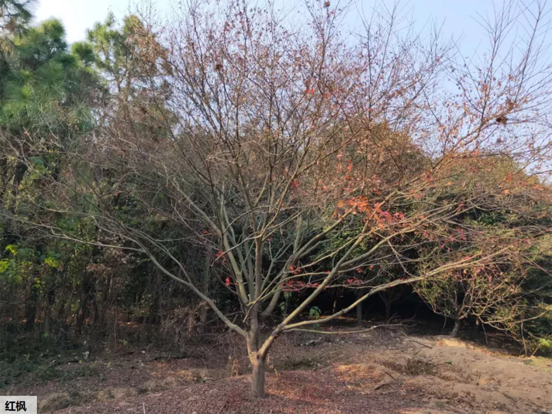 植物的姿态有哪些？