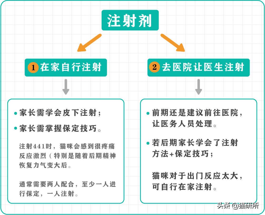 猫咪疑似传腹了，我要怎么做？