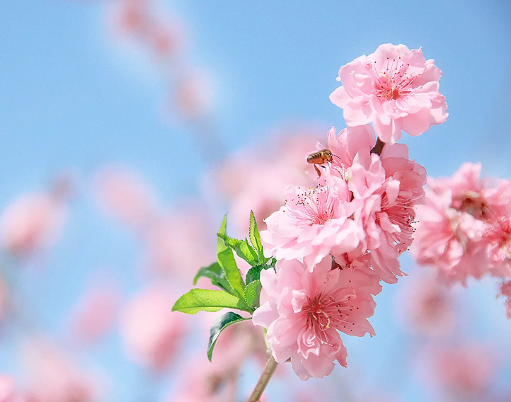 「诗词鉴赏」即将消失的美好—花朝节，愿你不辜负每一场花开